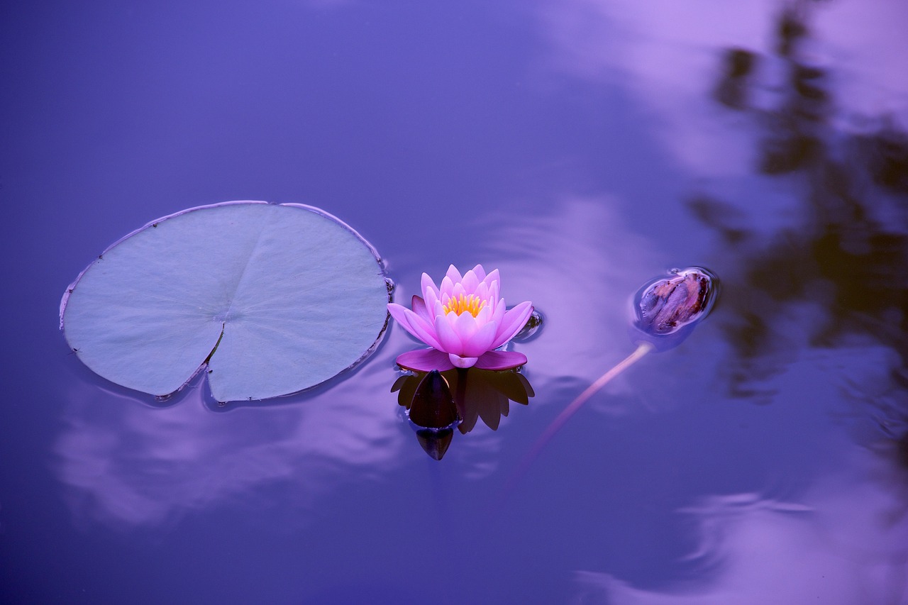 services-01 lotus, flower, lily pad, flower background, pond, aquatic plants, lotus flower, bloom, blossom, flora, calm water, water, nature, beautiful flowers, zen, elegant, asia, floral, lily, garden, pink, meditation, timeless, flower wallpaper, divine, international yoga day, yoga