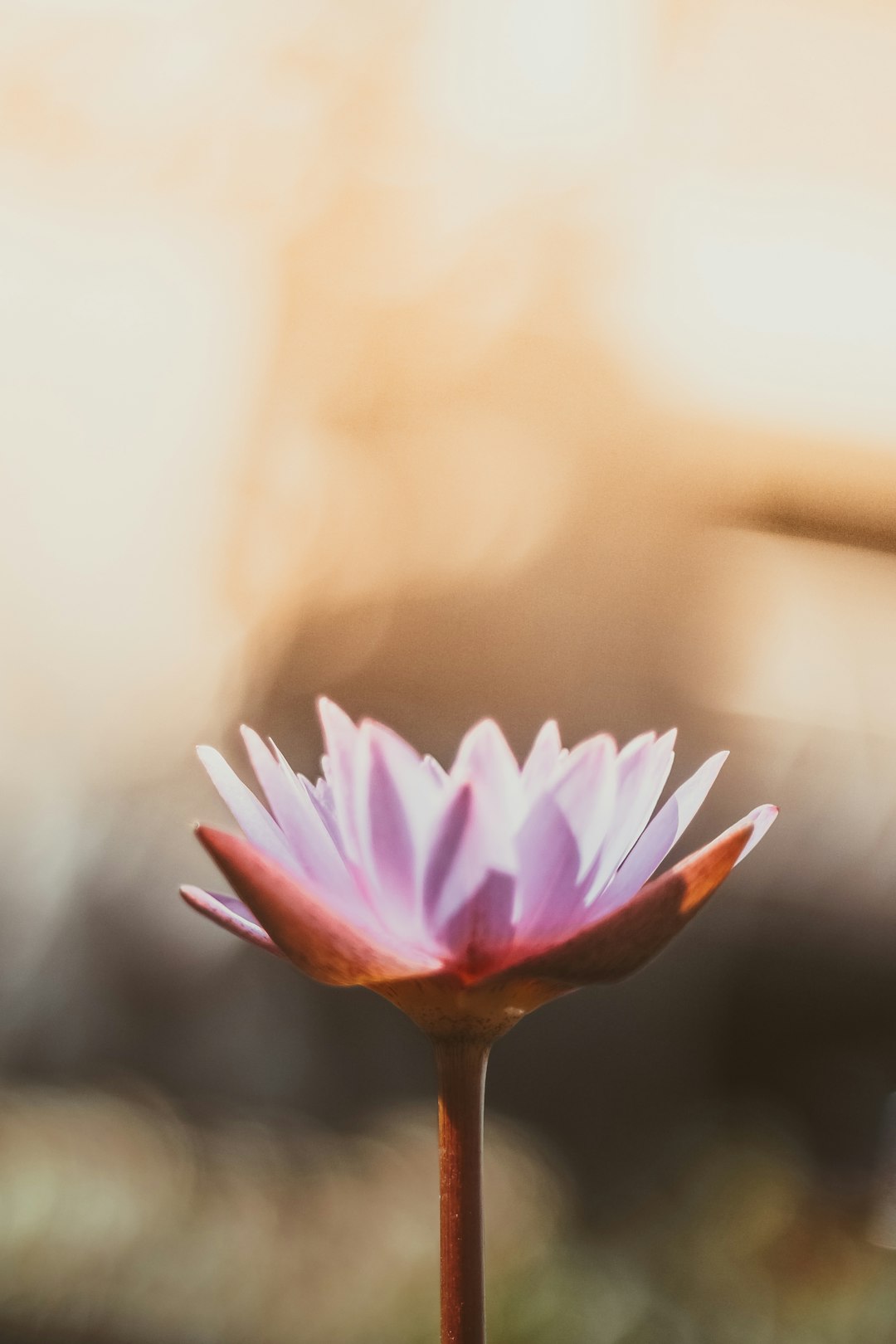 missions Pink orange flower